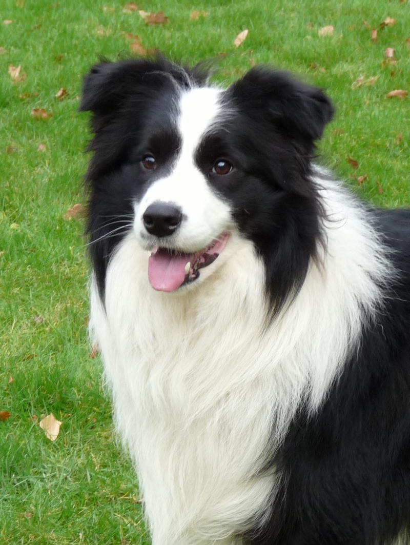 Border Collie Resimleri